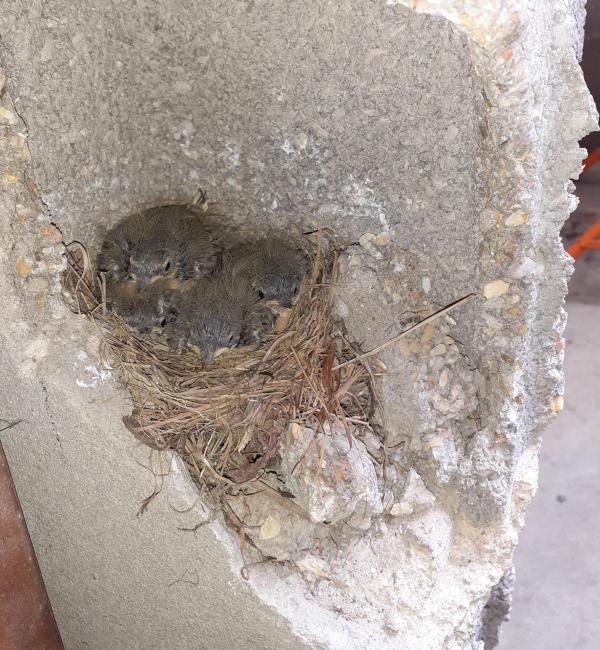 nid avec 3 oisillons dans le mur des travaux